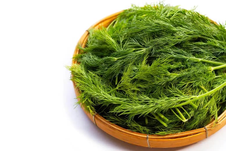 Czy koper włoski nadaje się do kiszenia ogórków? Sprawdź wyjątkowy smak!