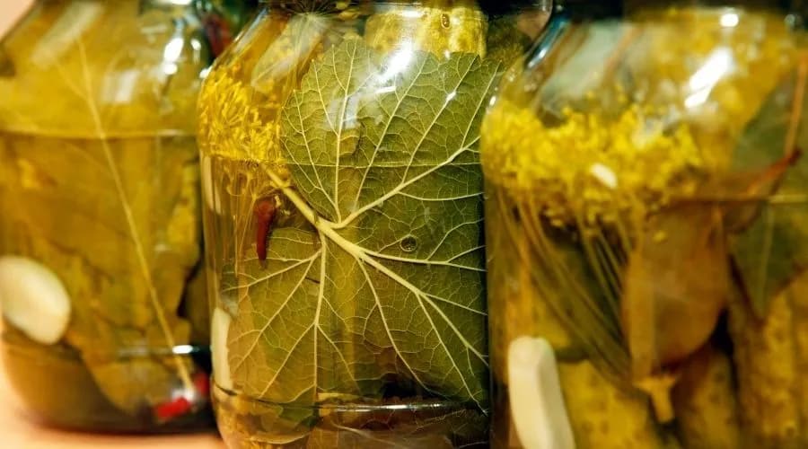 Jaki liść do ogórków kiszonych, aby uzyskać idealną chrupkość?