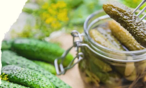 Najlepsze odmiany ogórków do kiszenia, które zapewnią idealny smak