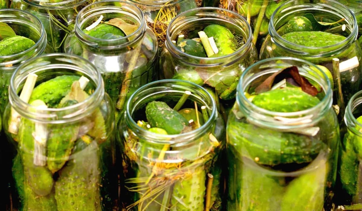 Czy gotować wodę do kiszenia ogórków? Oto, co musisz wiedzieć