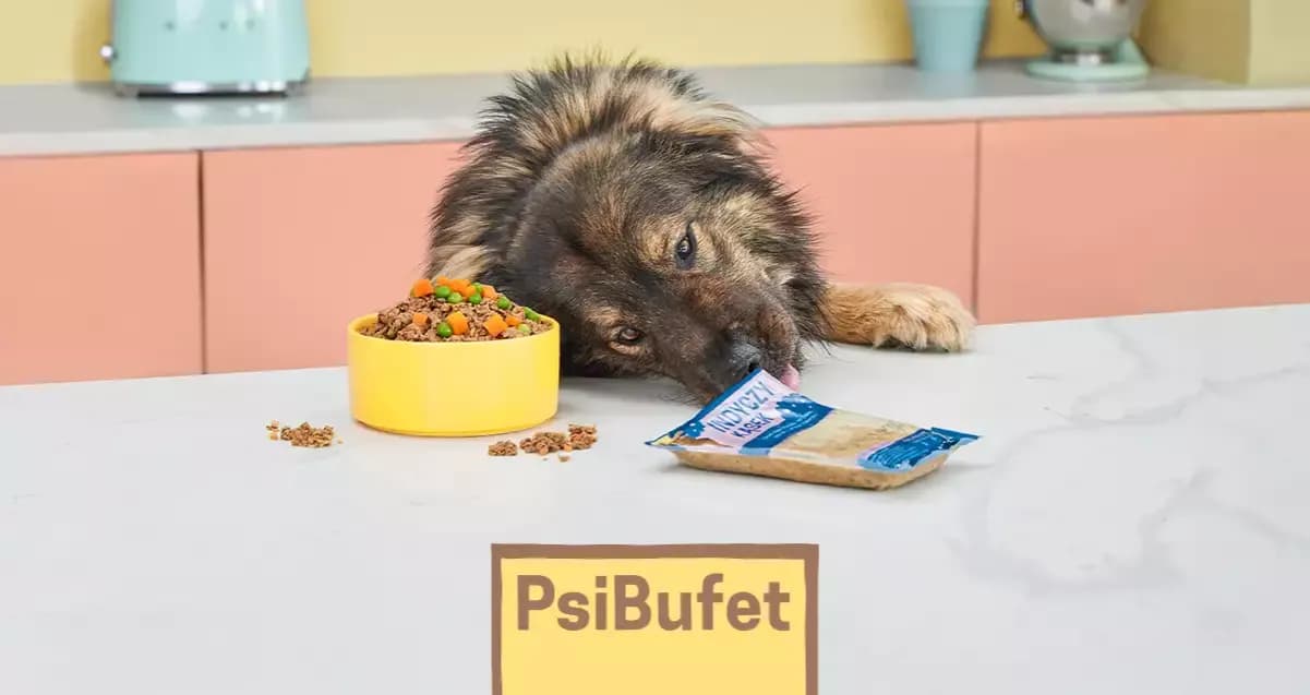 Czy pies może jeść ogórki kiszone? Sprawdź, co musisz wiedzieć!