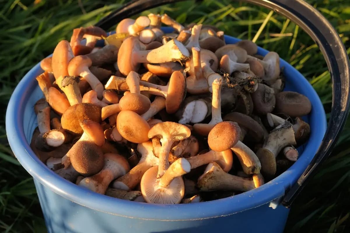 Jak zrobić sos grzybowy z opieniek, który zachwyci Twoich gości